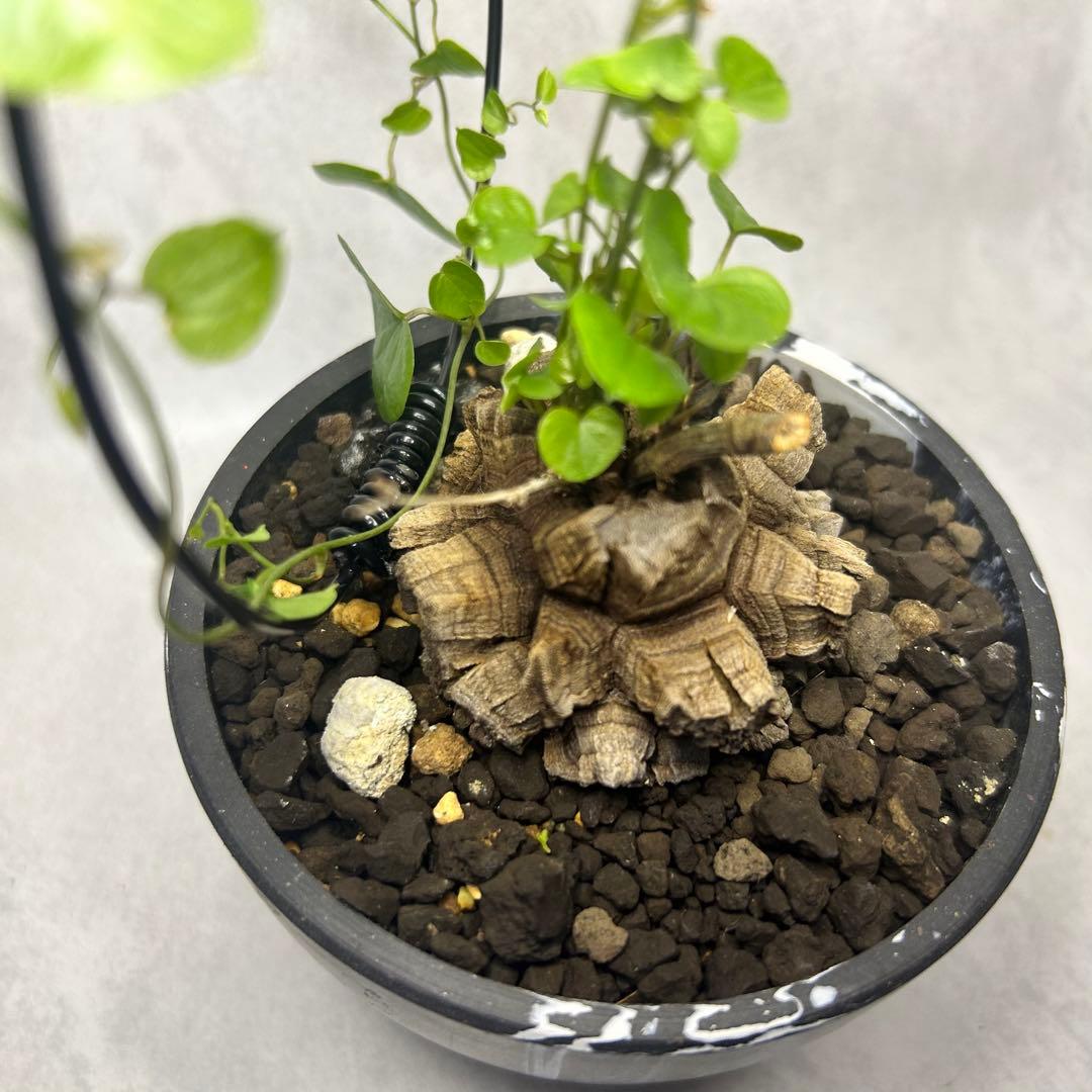 亀甲竜 (鉢入り) 5cm越え バキボコ割れ ディオスコレア　塊根植物