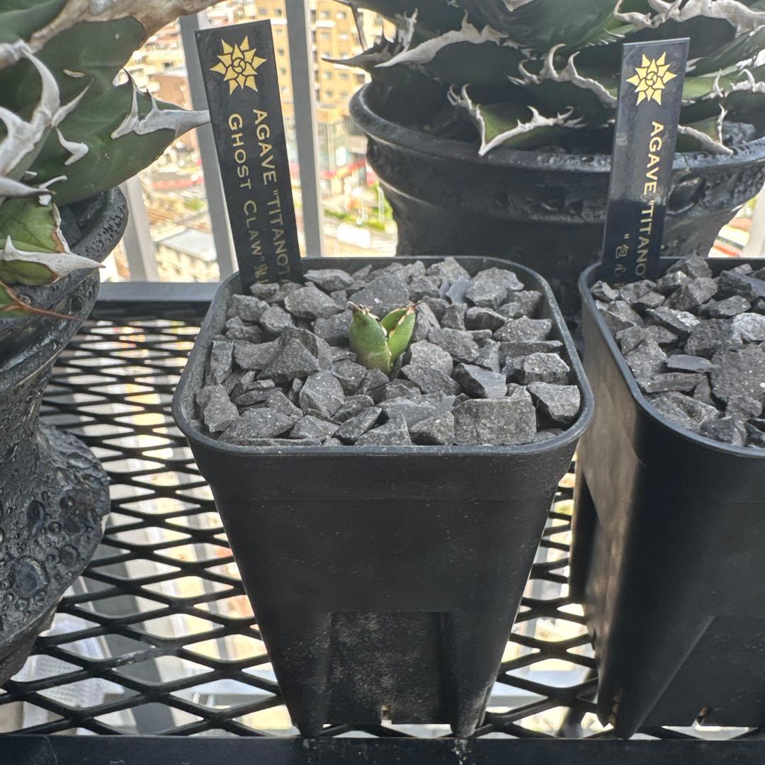 有名趣味家血統】アガベ⭐︎チタノタ⭐︎鬼爪⭐︎子株⭐︎台湾lize