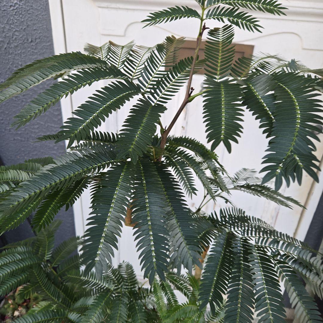 ①　エバーフレッシュ　曲がり仕立て　８号　特大苗木最高等級極上品‼️