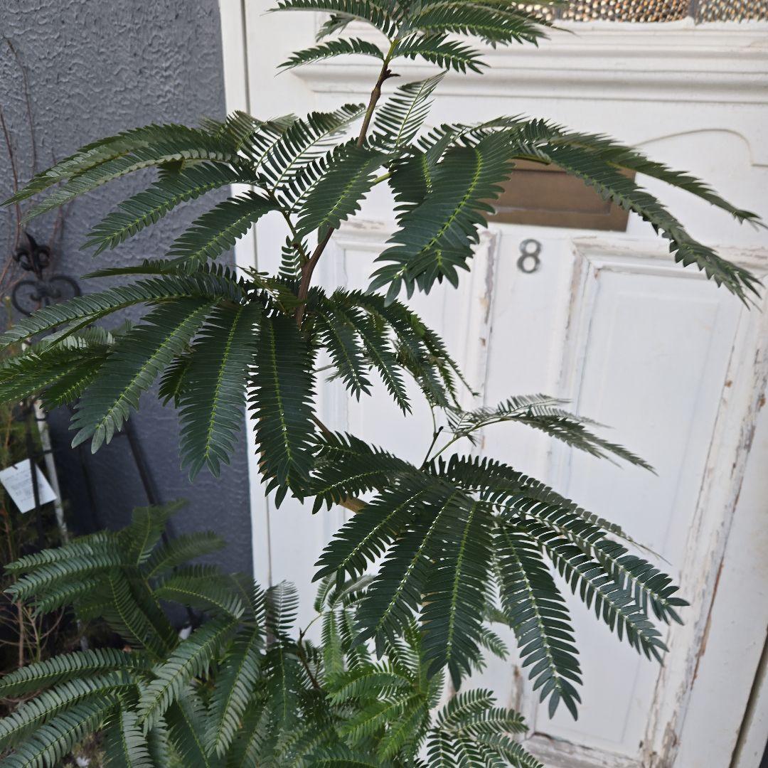 ①　エバーフレッシュ　曲がり仕立て　８号　特大苗木最高等級極上品‼️