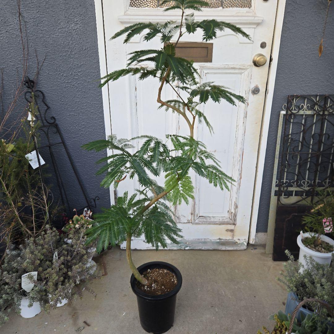 ①　エバーフレッシュ　曲がり仕立て　８号　特大苗木最高等級極上品‼️