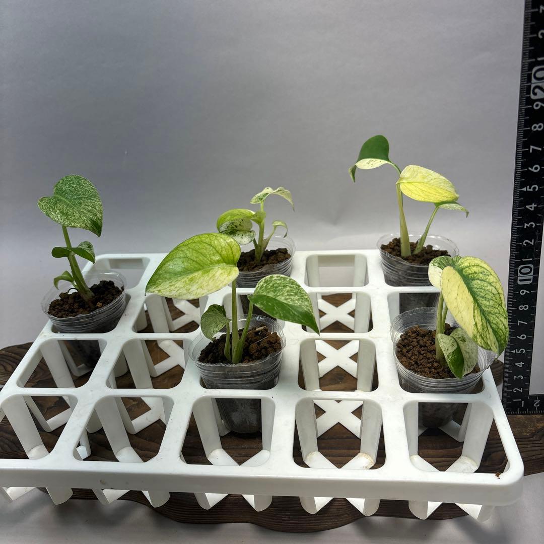 t*e様 lsw631【特別選抜】ホワイトモンスター／天津蘭 モンステラ斑入り