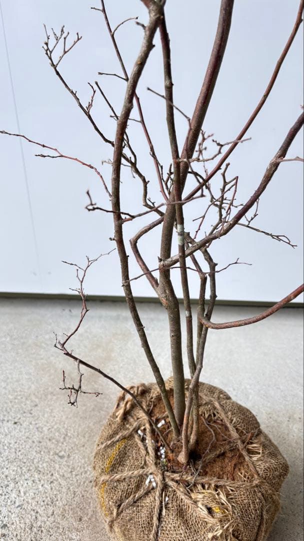 優雅で繊細な樹形 希少 ナツハゼ 株立 534 樹高1.4m位 良品 良株 夏櫨