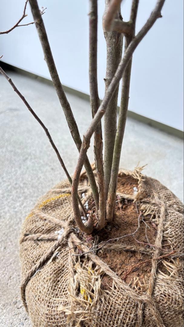 優雅で繊細な樹形 希少 ナツハゼ 株立 534 樹高1.4m位 良品 良株 夏櫨