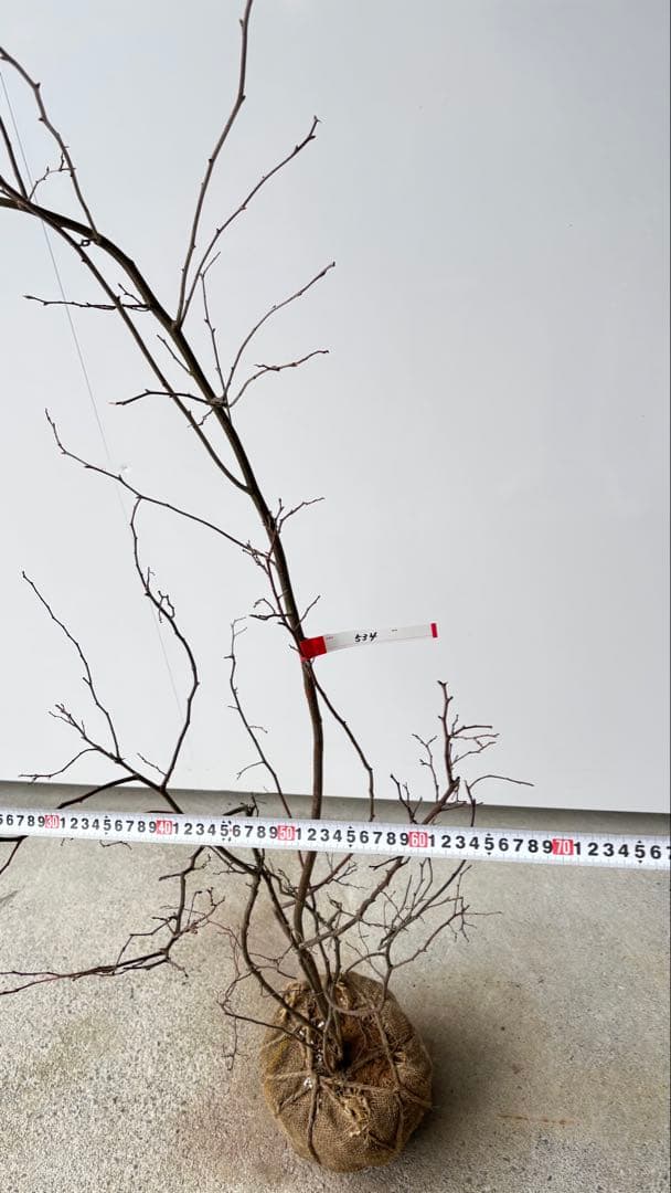 優雅で繊細な樹形 希少 ナツハゼ 株立 534 樹高1.4m位 良品 良株 夏櫨