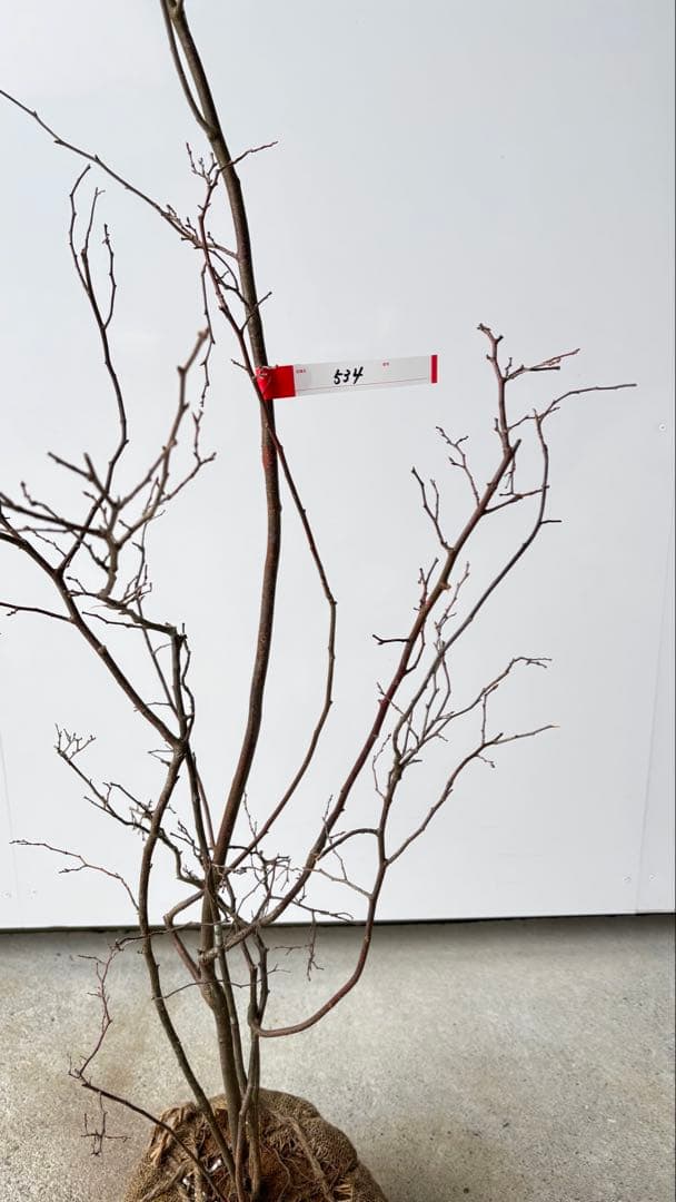 優雅で繊細な樹形 希少 ナツハゼ 株立 534 樹高1.4m位 良品 良株 夏櫨