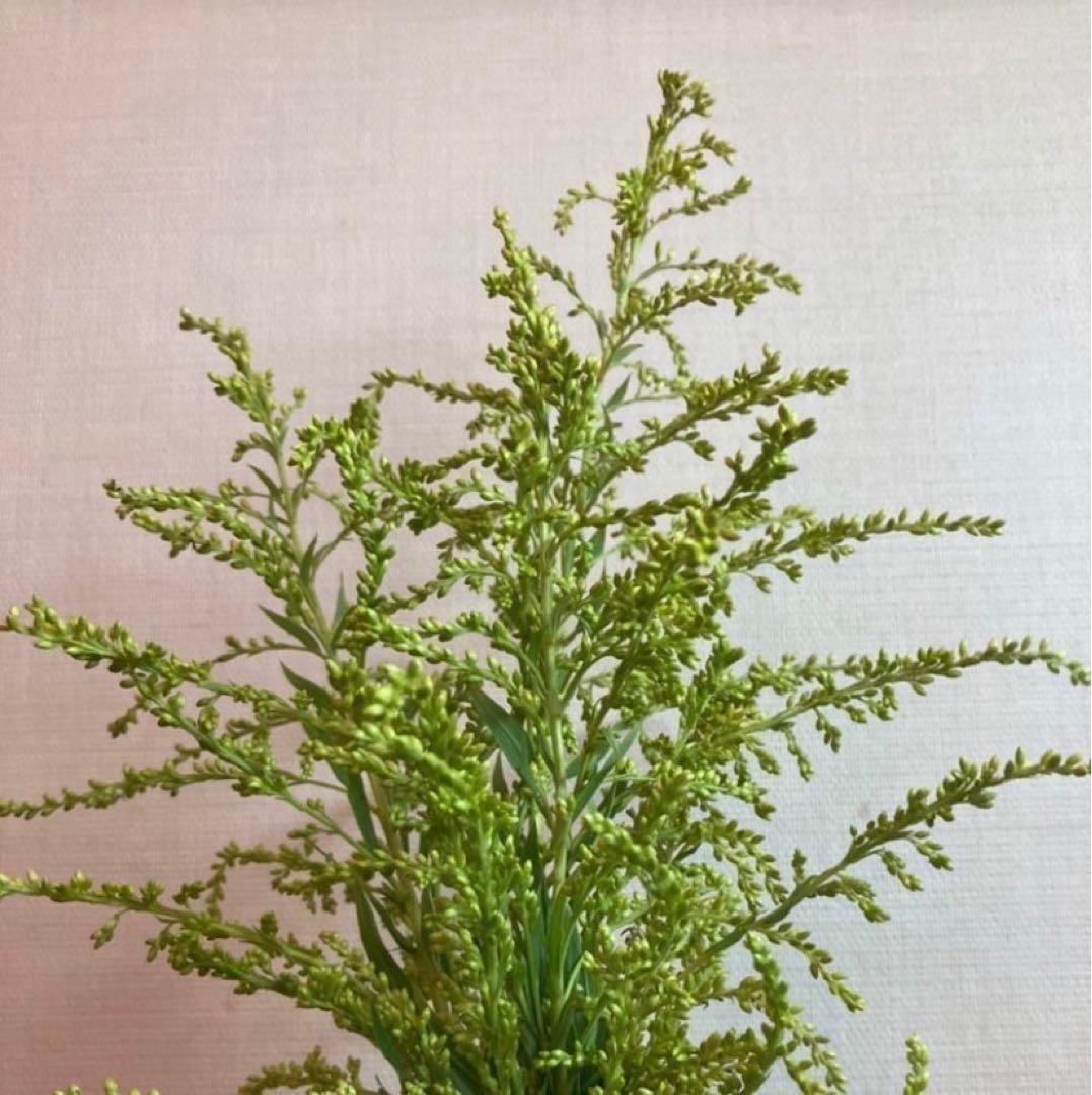 【天然ハーブ】背高泡立草　セイタカアワダチソウ1kg 個包装80個前後