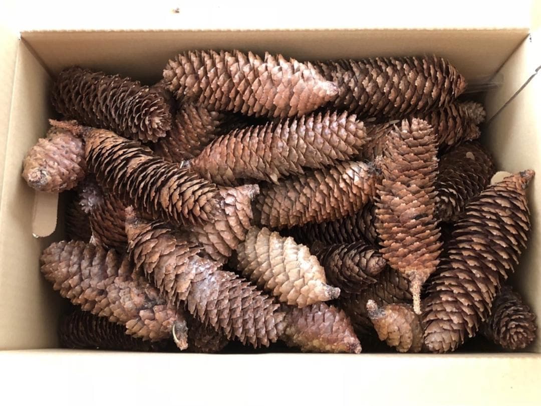 ド～ンと200本セット国産天然素材 ドイツトウヒの松ぼっくり/松かさ