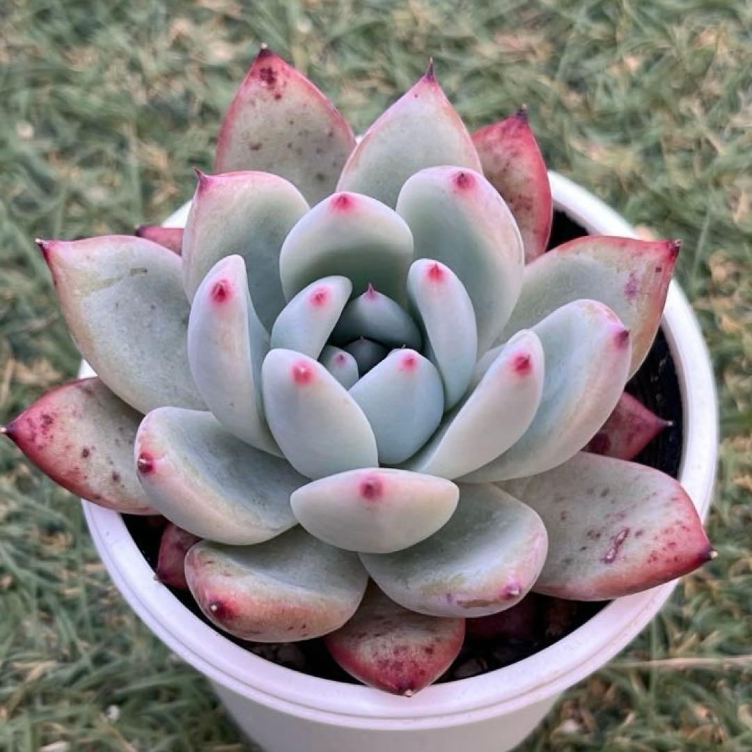 エケベリア実生苗 ホリコロ×リンゼアナ【219】 - メルカリ