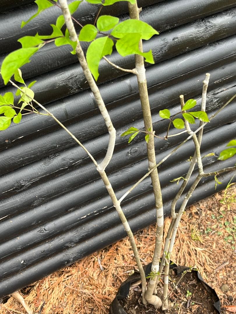 山採り天然 アオダモ 四本立ち22