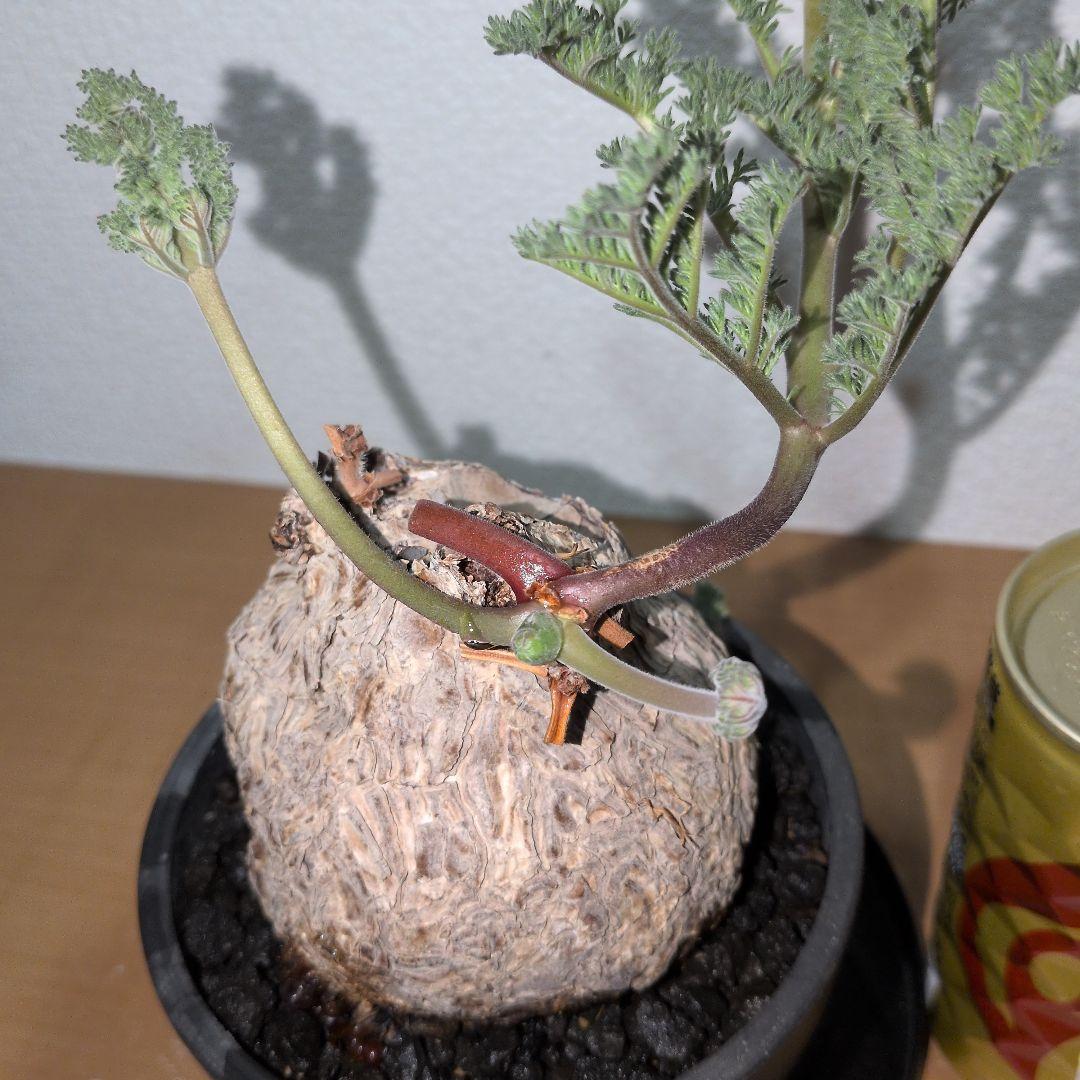 ペラルゴニウム　トリステ　良型タイプ 現地球　発根株（鉢付き)