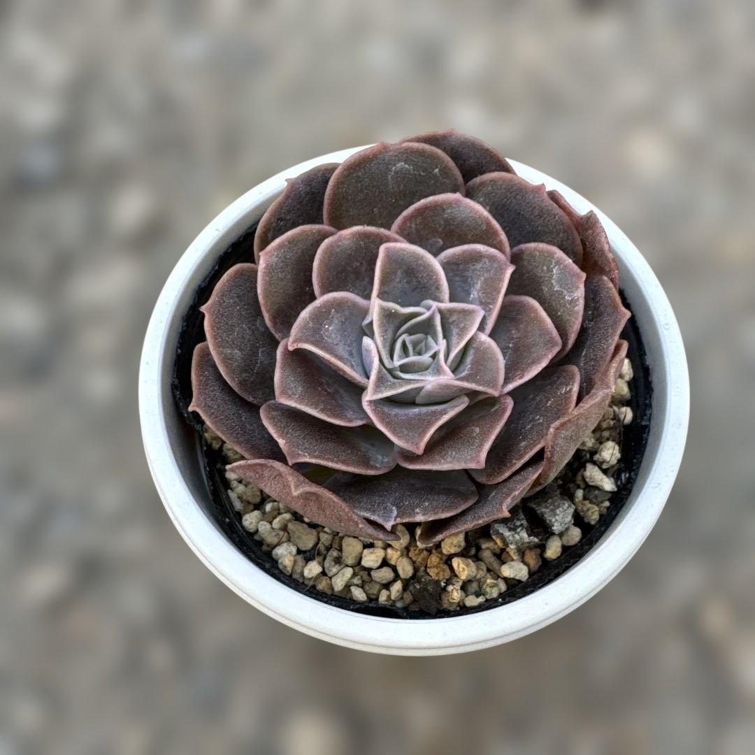 多肉植物 エリキュラミス