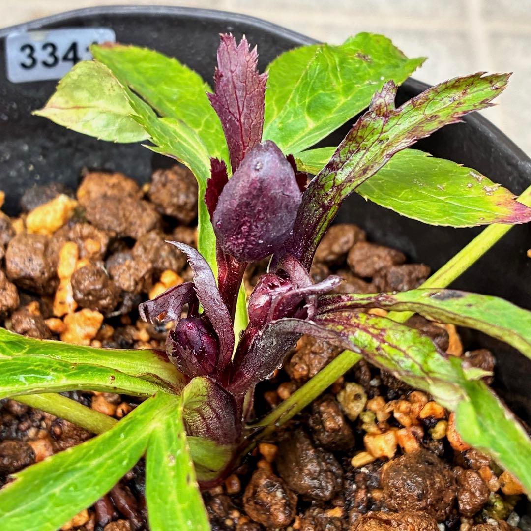 も*子様 ☘️ラスト2☘️蕾付き3341⭐️超小輪⭐️MIX顔【クレオパトラ＋彗