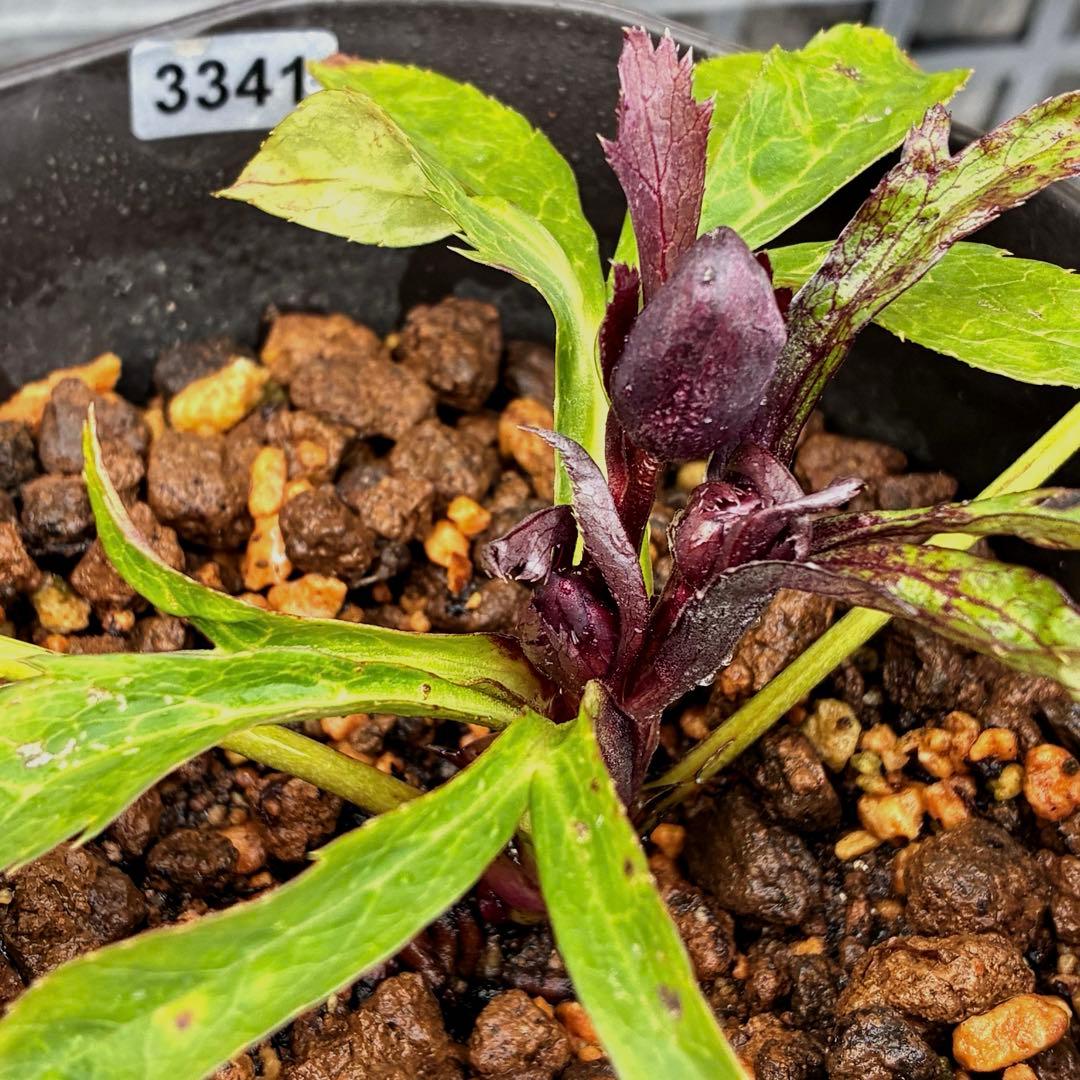 も*子様 ☘️ラスト2☘️蕾付き3341⭐️超小輪⭐️MIX顔【クレオパトラ＋彗