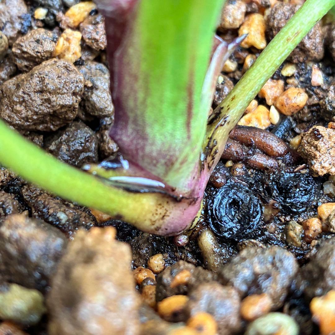 も*子様 ☘️ラスト2☘️蕾付き3341⭐️超小輪⭐️MIX顔【クレオパトラ＋彗