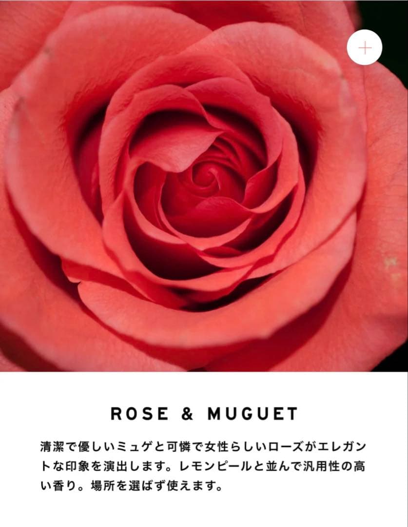 SHOLAYER CHAMPAGNEE ROSE&MUGUET ボディスプレー