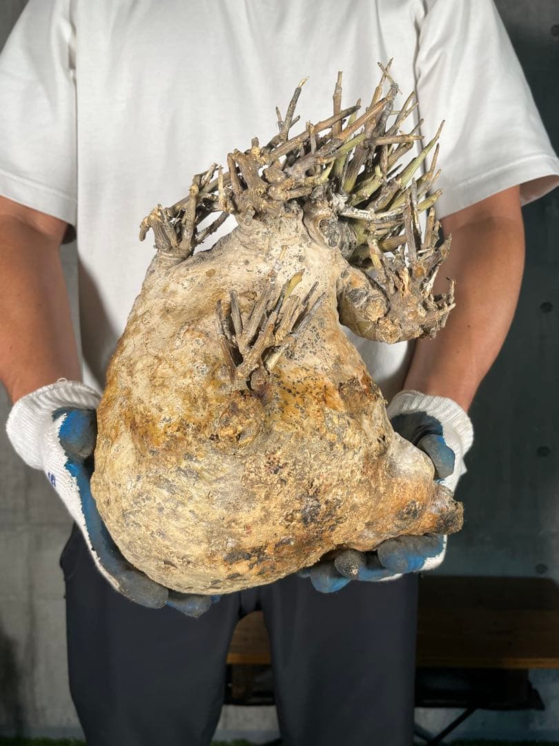 a*4様 26 激レア 超大株 アデニア ペチュエリー 現地球 鮮度抜群