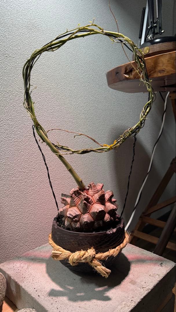 長谷川亀甲竜 塊根植物 コレクション