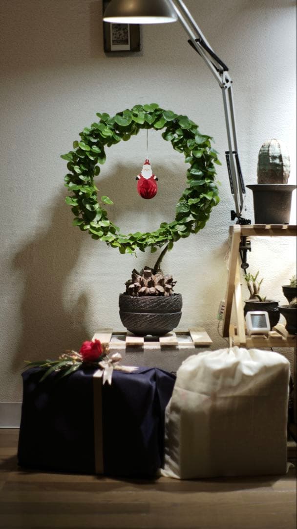 長谷川亀甲竜 塊根植物 コレクション