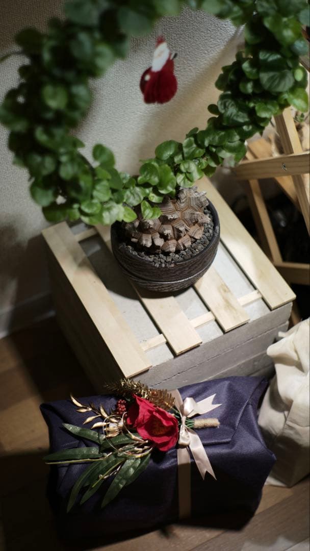 長谷川亀甲竜 塊根植物 コレクション