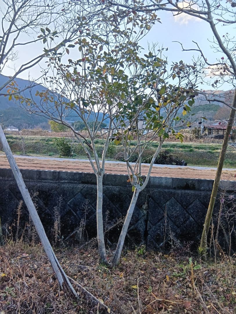 カクレミノ（2本立ち）