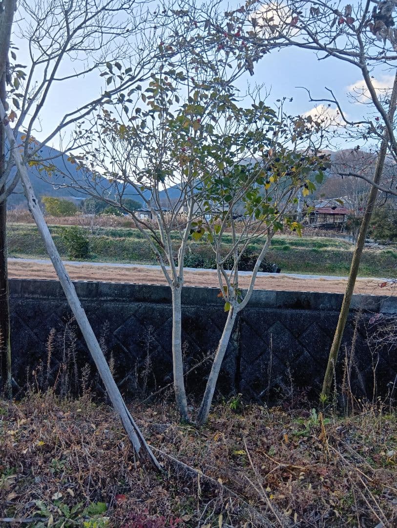 カクレミノ（2本立ち）