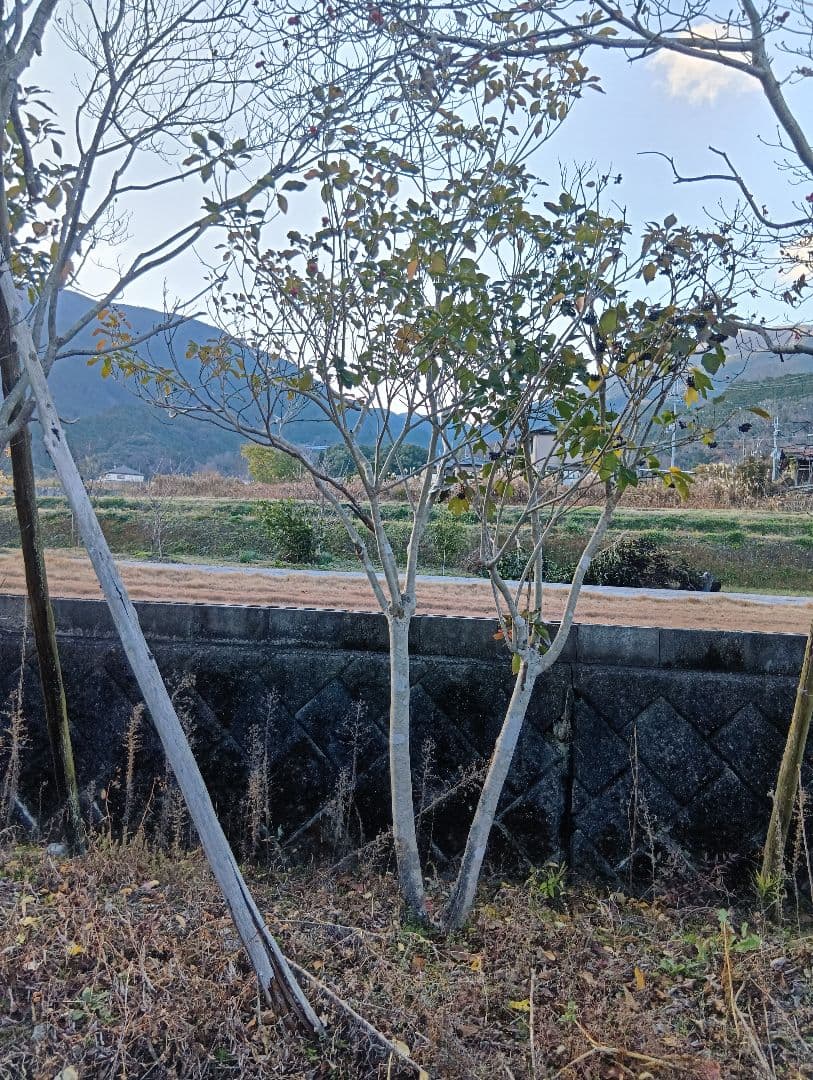 カクレミノ（2本立ち）