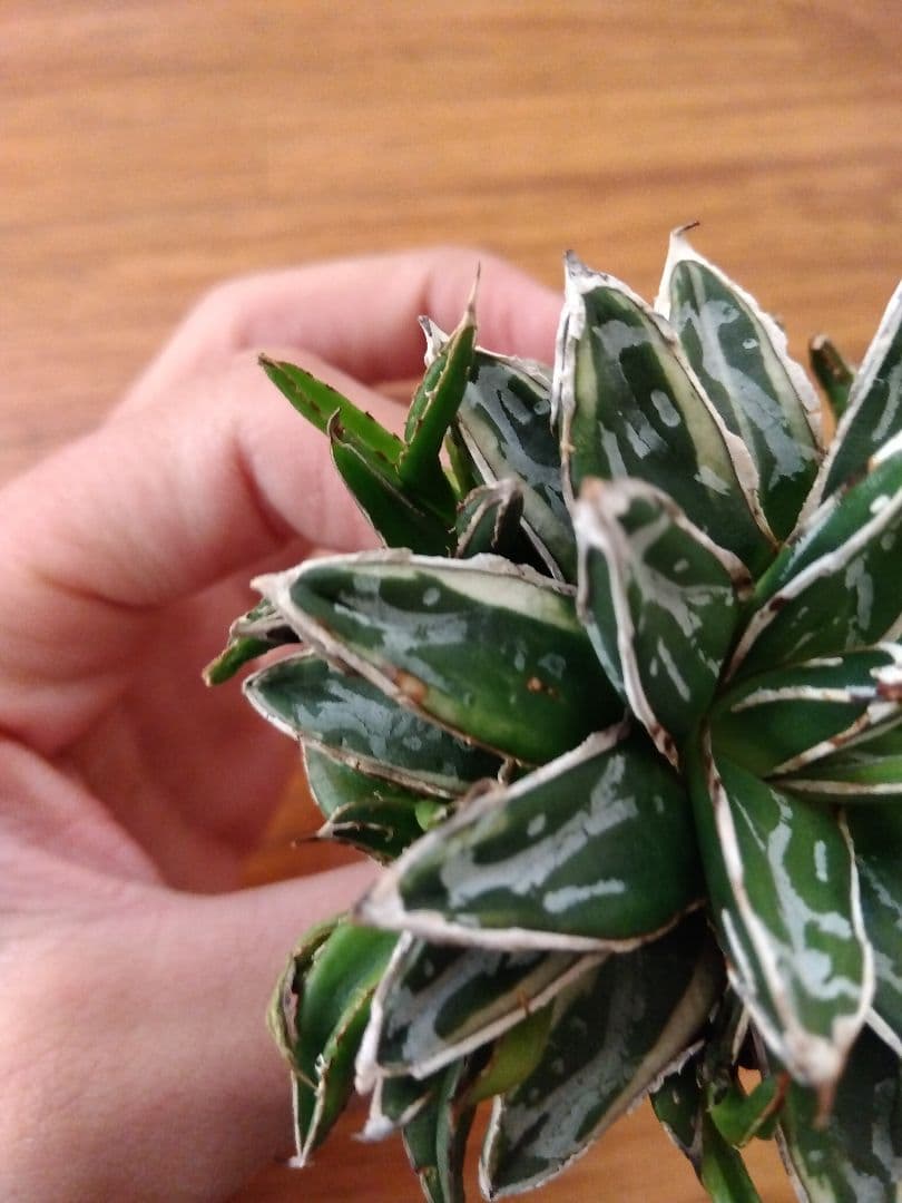 アガベ 姫笹の雪 白覆輪斑 親株＋子株6株つき❗ ③