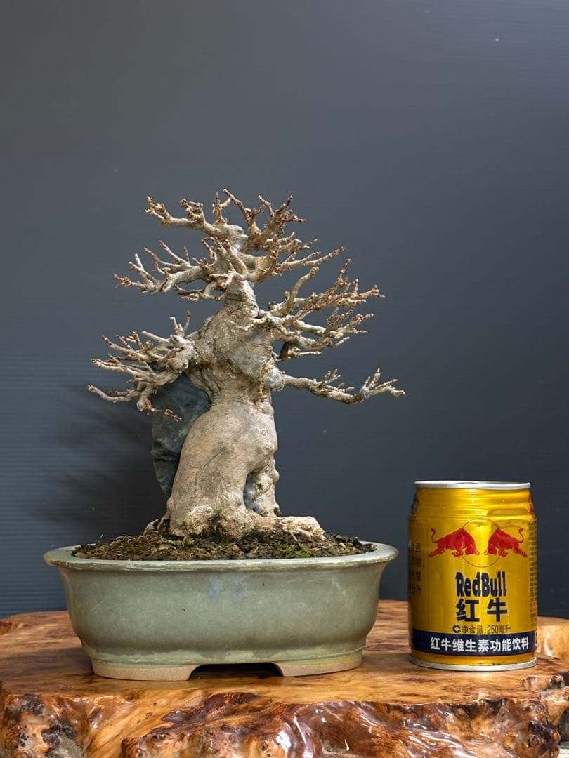 [盆栽]楓/石付き//カエデ/モミジ/紅葉/黒松/真柏