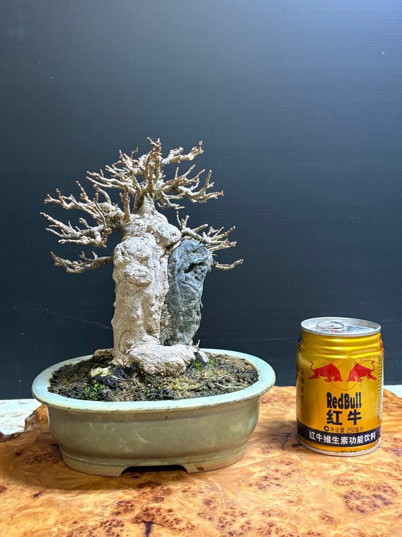 [盆栽]楓/石付き//カエデ/モミジ/紅葉/黒松/真柏