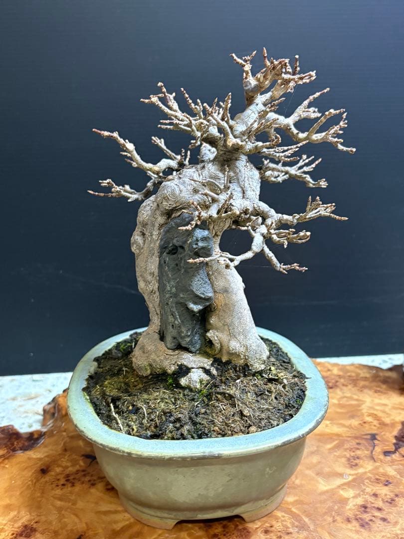 [盆栽]楓/石付き//カエデ/モミジ/紅葉/黒松/真柏