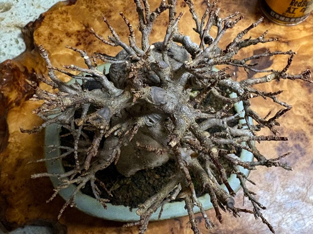 [盆栽]楓/石付き//カエデ/モミジ/紅葉/黒松/真柏