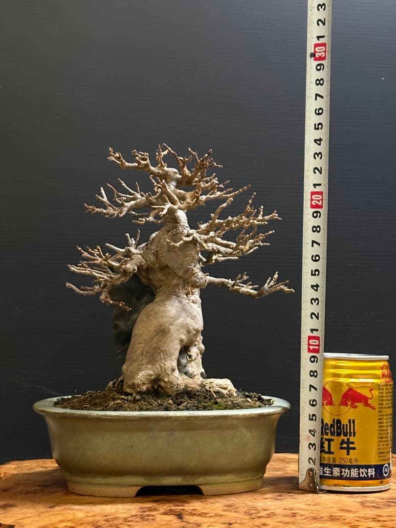 [盆栽]楓/石付き//カエデ/モミジ/紅葉/黒松/真柏