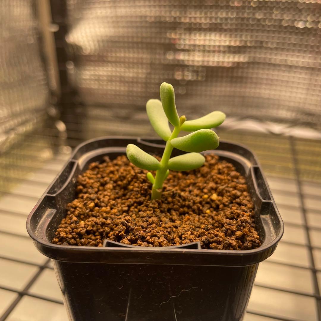 ケラリア ピグマエア 挿し木 発根済み - メルカリ