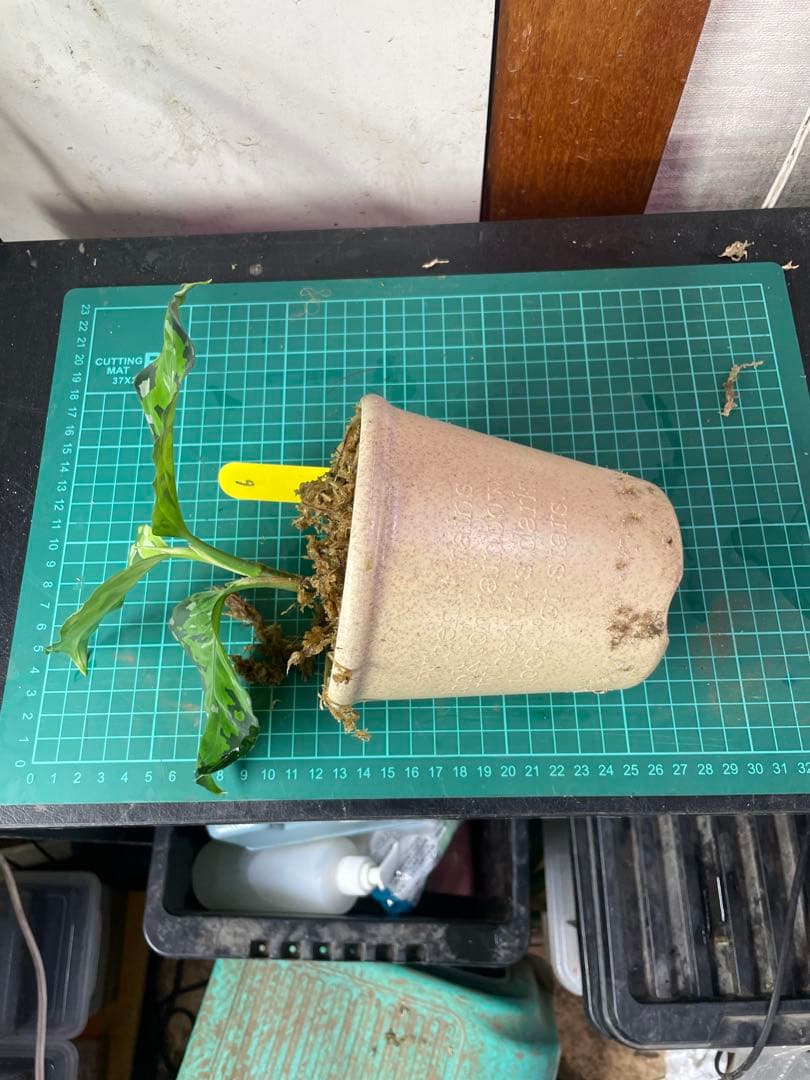 ☆ アグラオネマ アンダマン諸島 ポートブレア 北部地域　出射便 　黄6 ☆