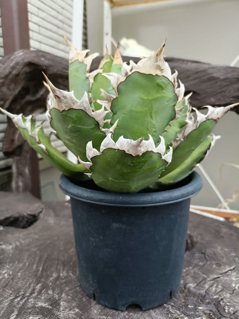 アガベ　レッドキャットウィーズル　赤猫　胴切天