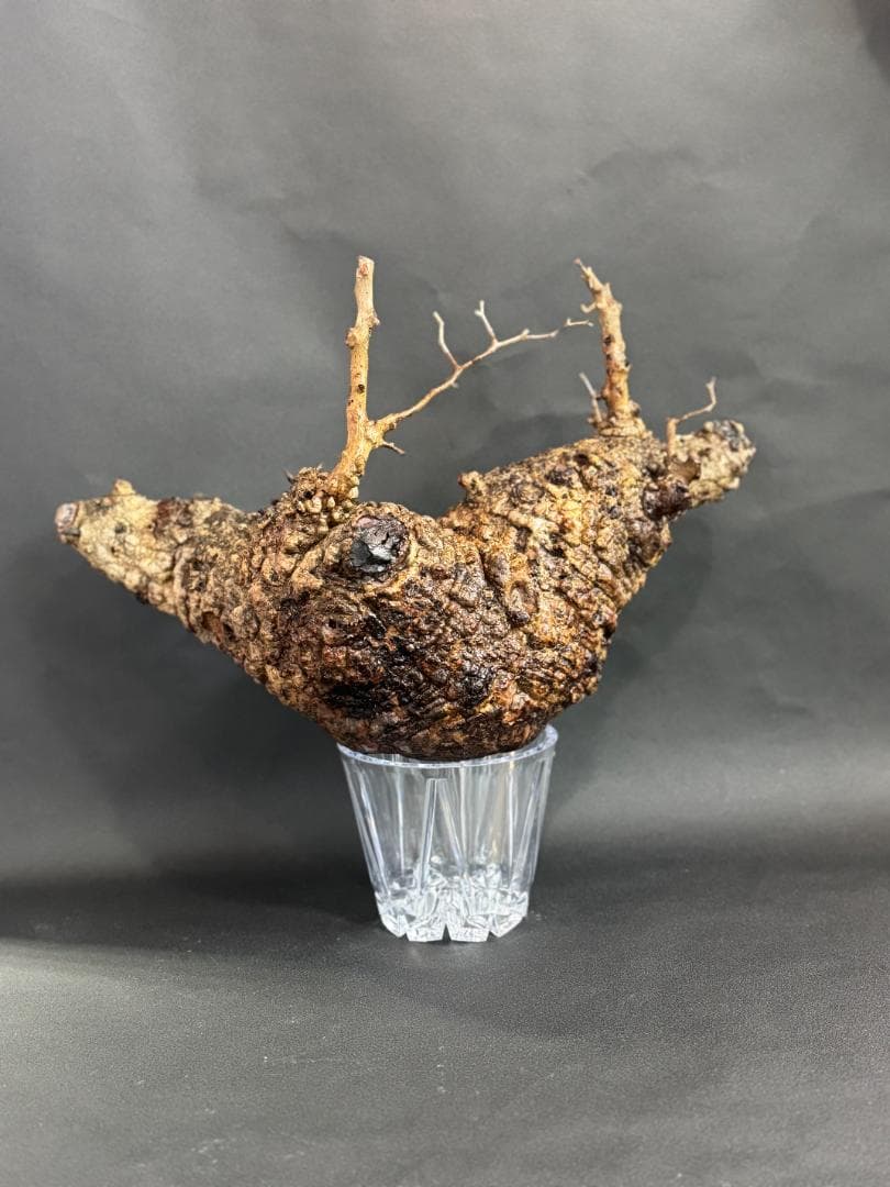 オペルクリカリアパキプス　ベアルート　チャレンジ株