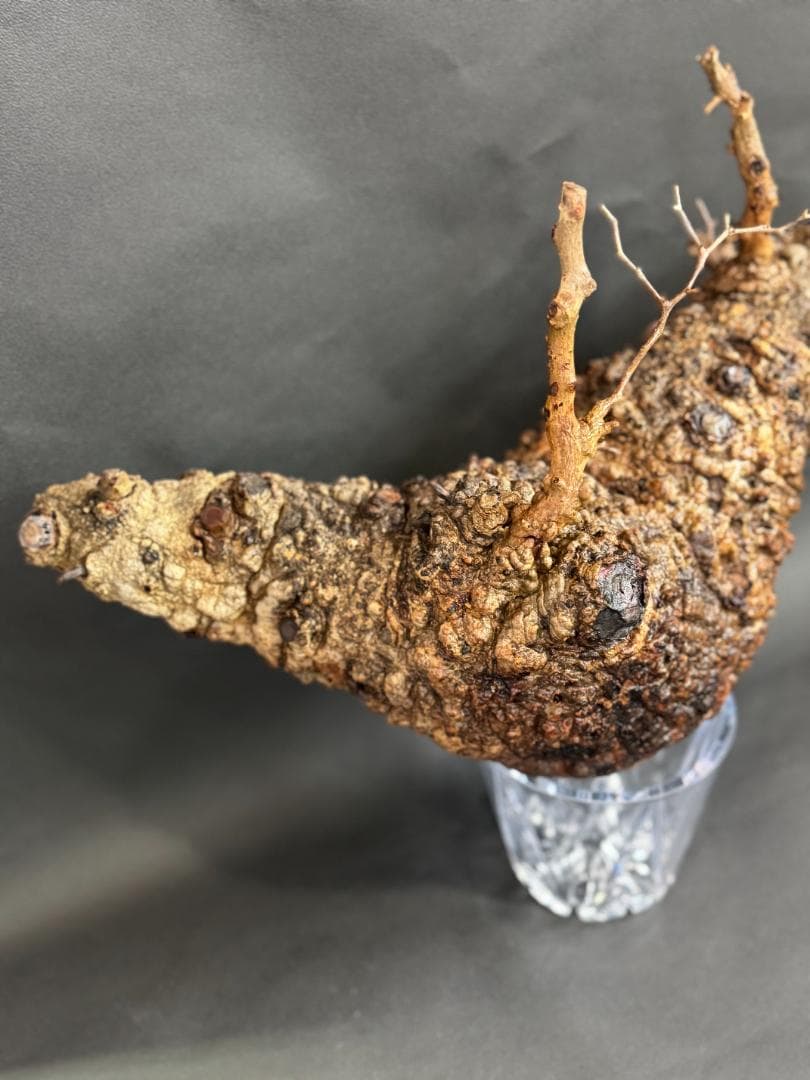 オペルクリカリアパキプス　ベアルート　チャレンジ株