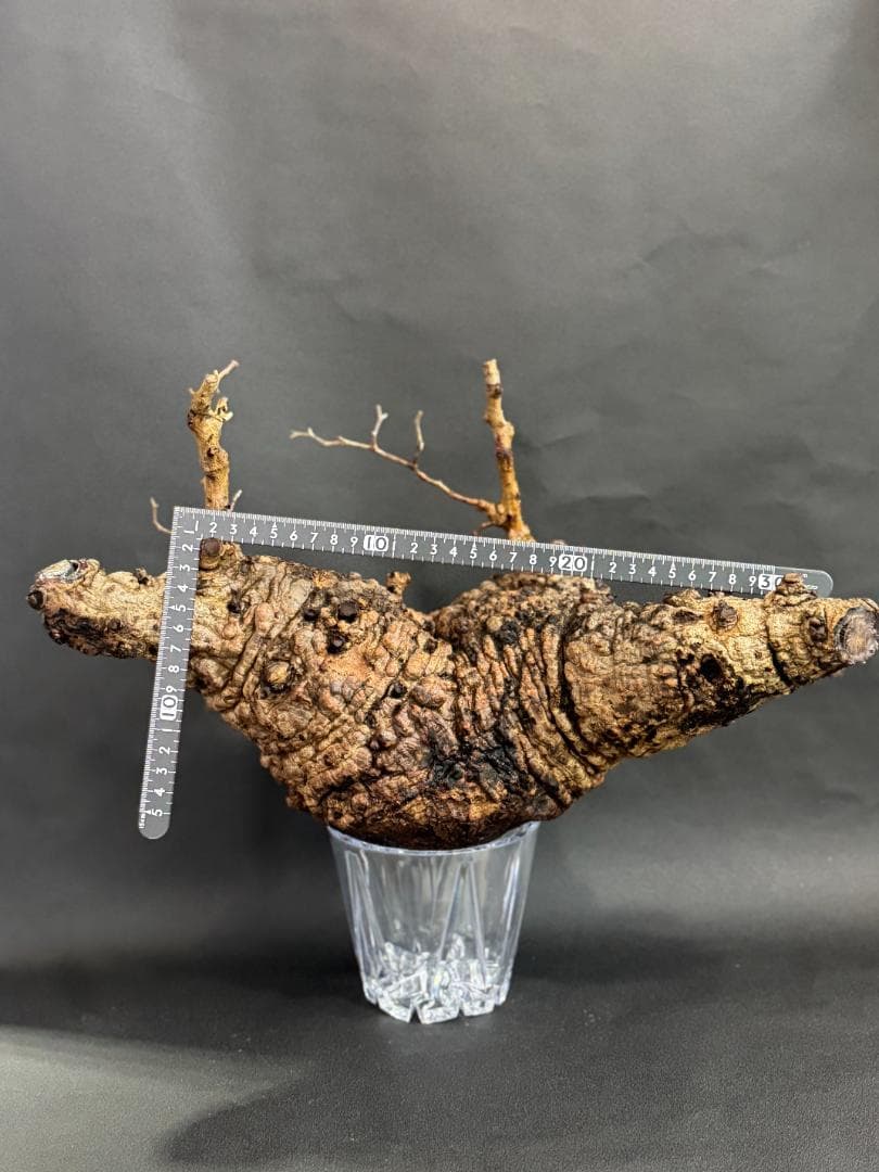 オペルクリカリアパキプス　ベアルート　チャレンジ株