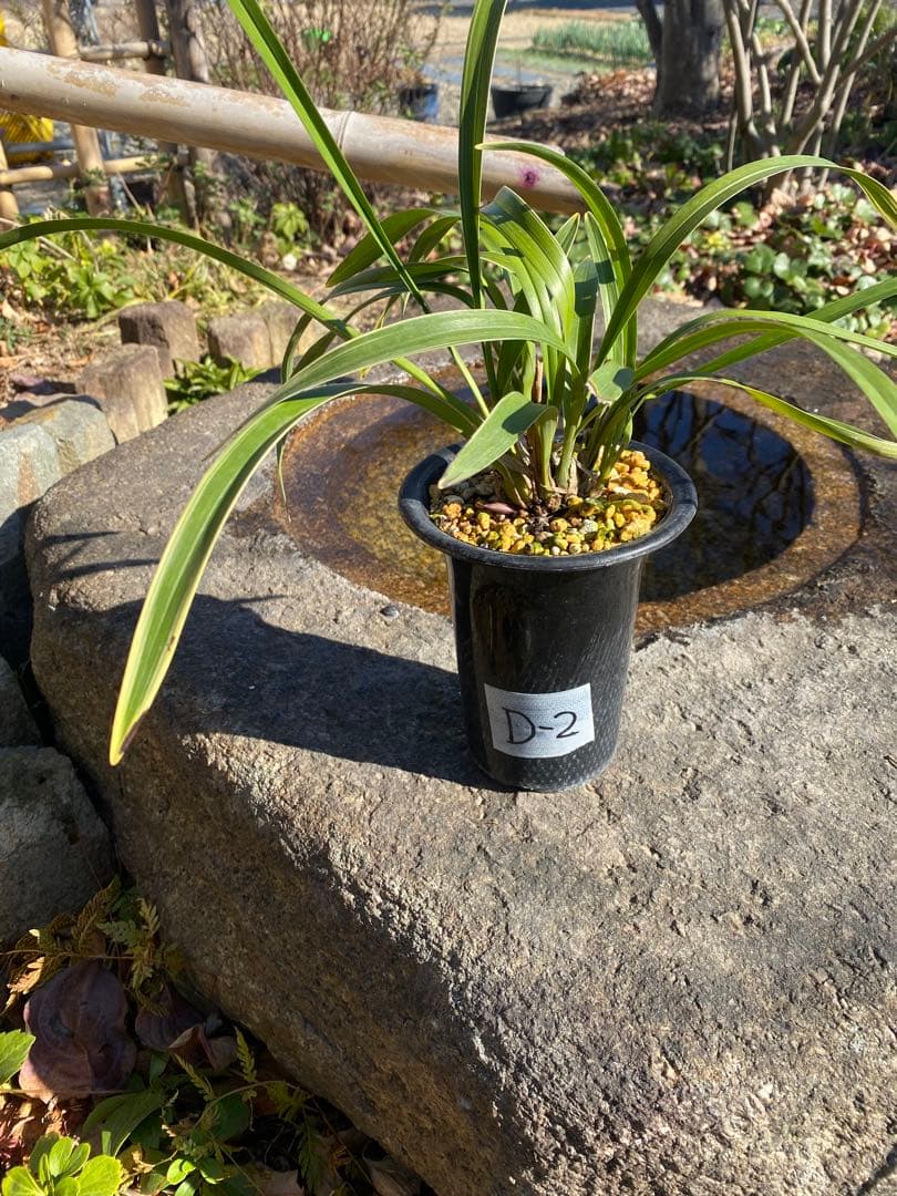 キンリョウヘン花芽付き2鉢 日本蜜蜂の蜜蝋サービス付き