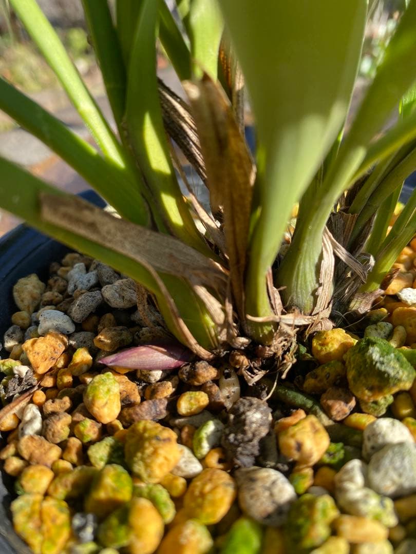 キンリョウヘン花芽付き2鉢 日本蜜蜂の蜜蝋サービス付き