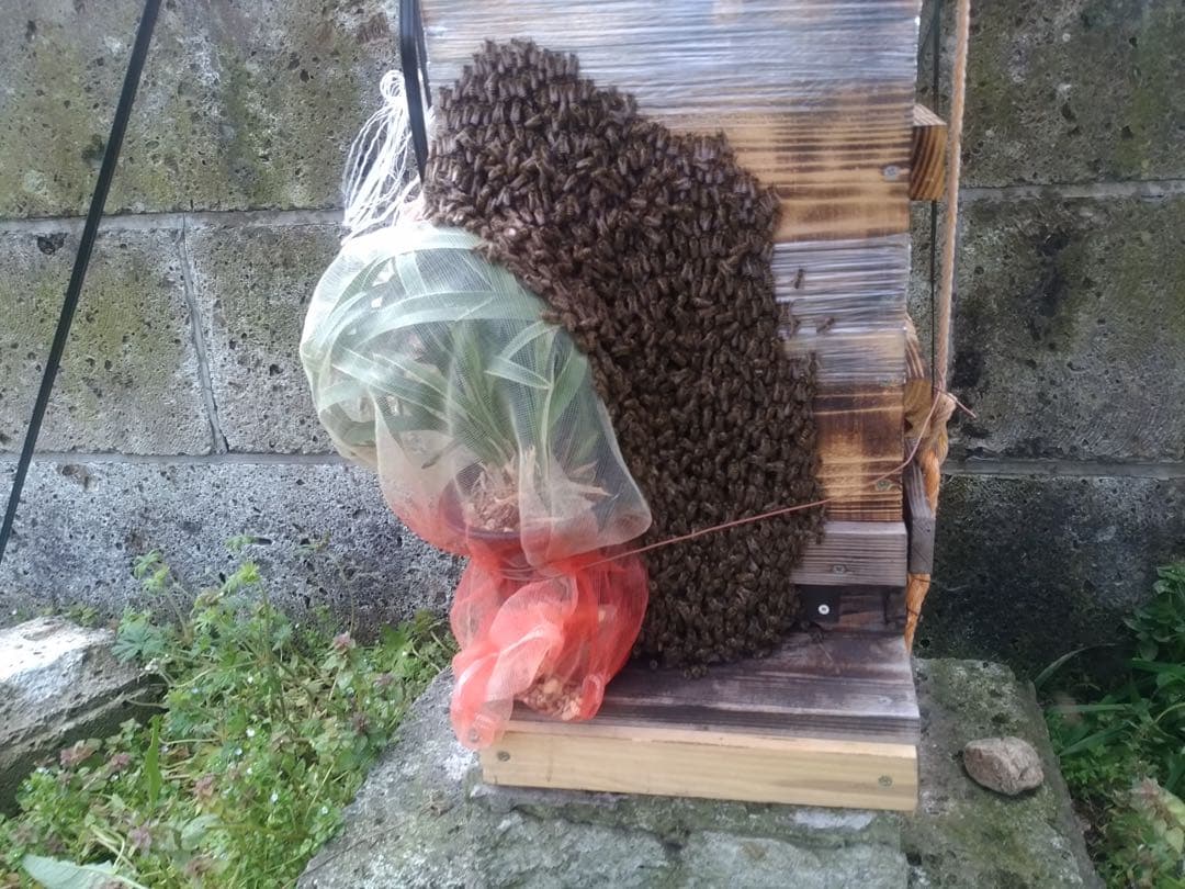 キンリョウヘン花芽付き2鉢 日本蜜蜂の蜜蝋サービス付き