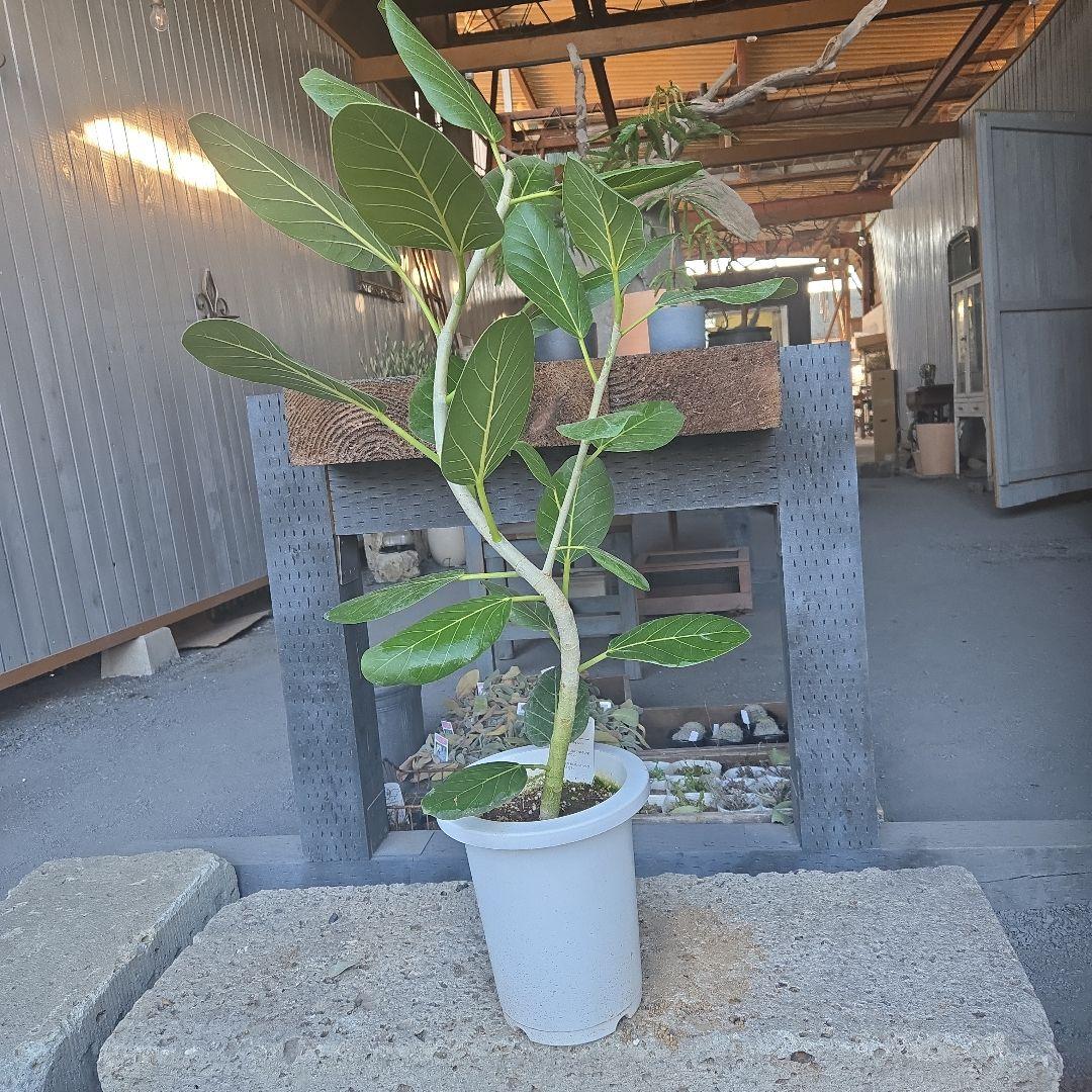 ⑭ フィカス ベンガレンシ オードリー 7号曲がり仕立て最高等級極上品