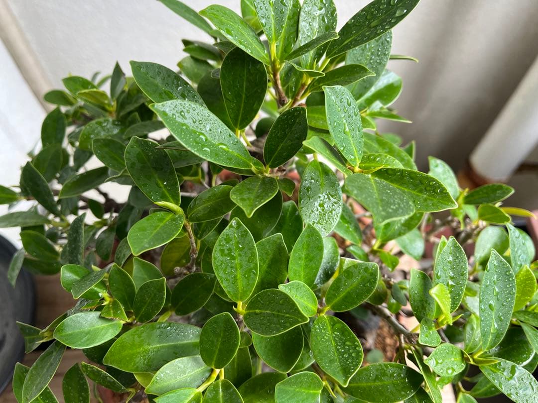 ✨✨✨superガジュマル【◎ジブリの世界】検/イボガジュマル♪セール♪