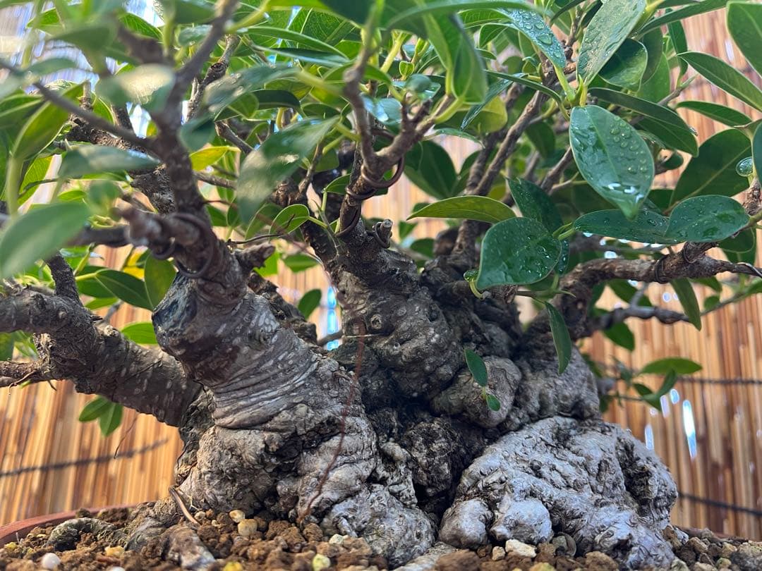 ✨✨✨superガジュマル【◎ジブリの世界】検/イボガジュマル♪セール♪