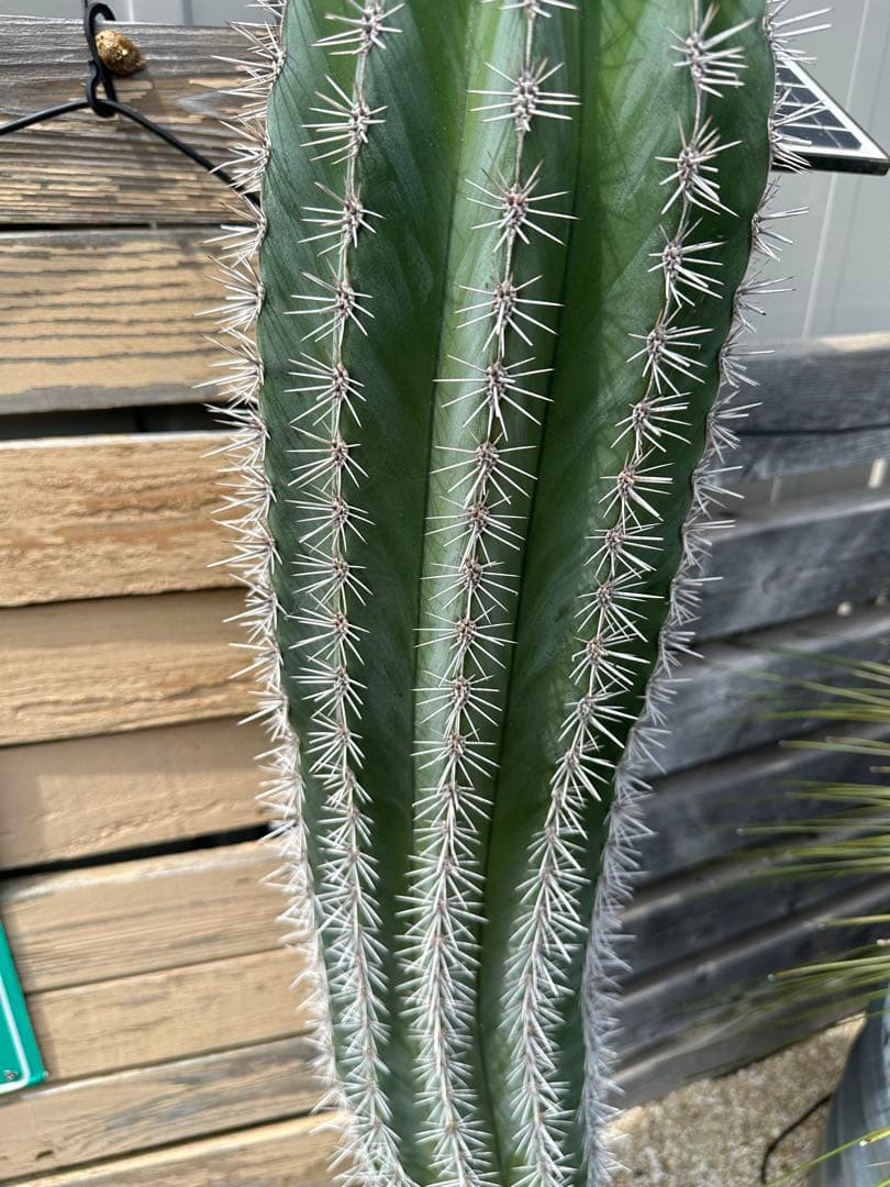 カ〜ジマン　武倫柱　選抜株　発根済み　110cm