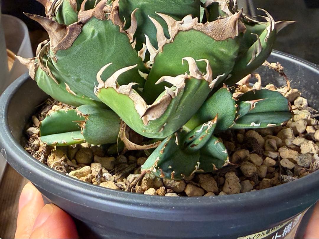 更新】皇冠 アガベ 子株4個付き親株 発根済み