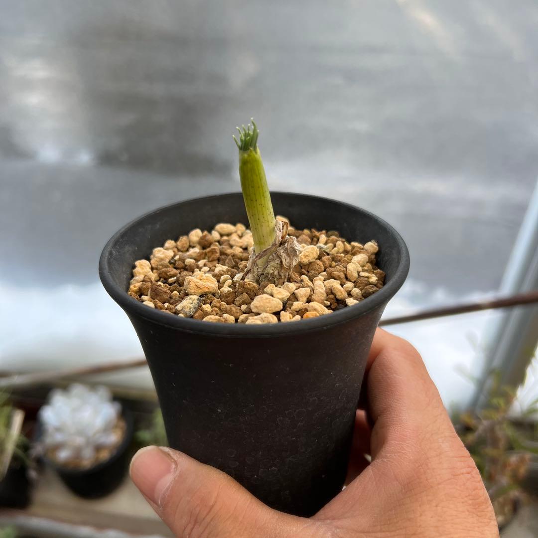 ゲチリス　グランディフローラ