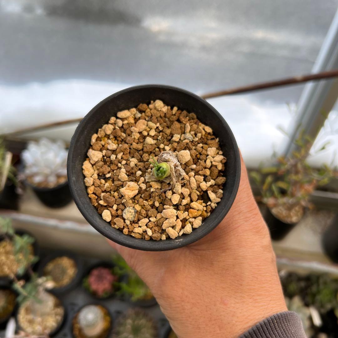 ゲチリス　グランディフローラ