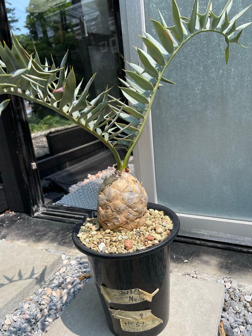 Encephalartos ホリダス　発根済み